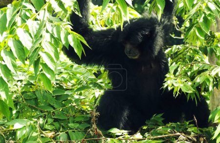 Siamang Gibbon Symphalangus syndactylus, zwischen üppigen Bäumen an sonnigen Tagen