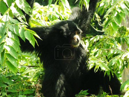 Siamang Gibbon Symphalangus syndactylus, among lush trees leaf on sunny days