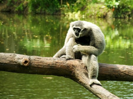 Portrait de Javan Gibbon argenté, Hylobates moloch à la lumière du jour. Un primate actif à la recherche de nourriture. Gibbon gris sur le tronc d'arbre, Java, Indonésie en Asie.