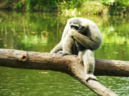Portrait de Javan Gibbon argenté, Hylobates moloch à la lumière du jour. Un primate actif à la recherche de nourriture. Gibbon gris sur le tronc d'arbre, Java, Indonésie en Asie.