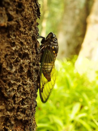 Macro photo gros plan d'un insecte Cicada, Cicada perché sur une branche dans son habitat naturel. Cicadomorpha un insecte qui peut faire du son en vibrant ses ailes.