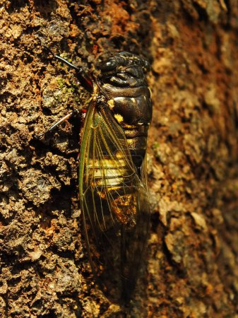 Makroaufnahme einer Zikade, die auf einem Ast in ihrem natürlichen Lebensraum hockt. Cicadomorpha ein Insekt, das durch Vibrieren seiner Flügel Geräusche machen kann.