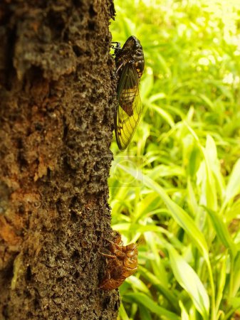 Macro photo gros plan d'un insecte Cicada, Cicada perché sur une branche dans son habitat naturel. Cicadomorpha un insecte qui peut faire du son en vibrant ses ailes.