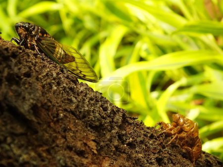 Macro photo gros plan d'un insecte Cicada, Cicada perché sur une branche dans son habitat naturel. Cicadomorpha un insecte qui peut faire du son en vibrant ses ailes. 