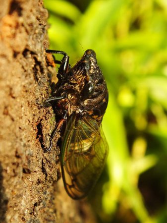 Makroaufnahme einer Zikade, die auf einem Ast in ihrem natürlichen Lebensraum hockt. Cicadomorpha ein Insekt, das durch Vibrieren seiner Flügel Geräusche machen kann.