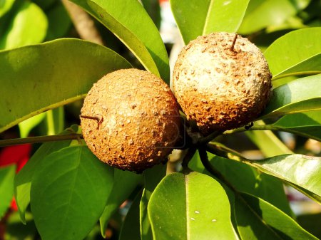 Joven Sapodilla Fruta en la Rama. Estos dos frutos de la sapodilla parecen todavía crudos, pero crecen sanos. Sapodilla es árbol perenne de frutas tropicales y fruta de sabor dulce.