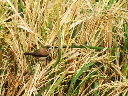 Der javanische Munia-Vogel ist ein kleiner Vogel, der normalerweise auf trockenen Reispflanzen inmitten von Reisfeldern auf Nahrungssuche sitzt.
