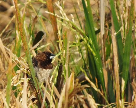 El ave muniana javanesa, es un pajarito que suele posarse sobre plantas de arroz seco en medio de campos de arroz para buscar comida.