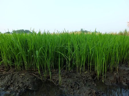 close up photo of rice seeds ready to be planted. paddy cultivation. rural agricultural concept image. green plant food estate