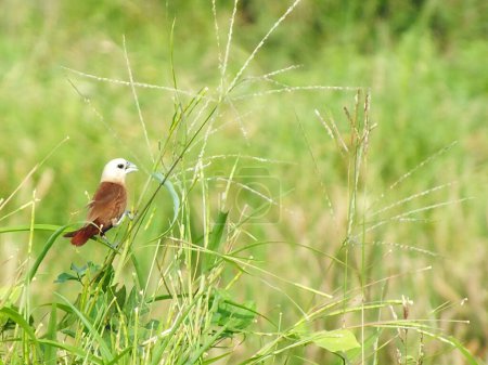 Un oiseau à tête blanche joue parmi l'herbe. Lonchura maja est un oiseau chardonneret généralement à la recherche de graines comme nourriture