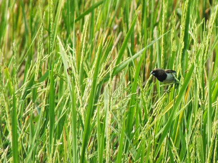 paisaje rural, la belleza de un campo de arroz verde con un pájaro munia javanés en busca de comida.