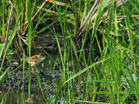 Cisticola juncidis or Cici Padi in Indonesia language are a genus of very small insectivorous birds formerly classified in the Old World warbler family Sylviidae. 