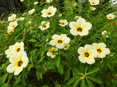 Belle fleur de huit heures ou la langue du chat ou Damiana Flower Turnera Subulata. Plante verte luxuriante avec fleur en fleurs. Concept de nature.