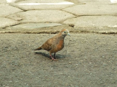 Wildvogel Zebrataube Geopelia striata auf Nahrungssuche. In Indonesien heißt dieser Vogel nur Perkutut.