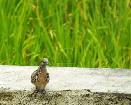 Wildvogel Zebrataube Geopelia striata auf Nahrungssuche vor dem Hintergrund grüner Reisfelder. In Indonesien heißt dieser Vogel nur Perkutut.