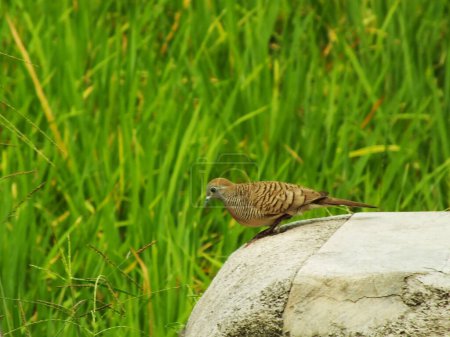 oiseau sauvage colombe zébrée Geopelia striata à la recherche de nourriture sur fond de rizières vertes. En Indonésie cet oiseau est comonly appelé Perkutut.