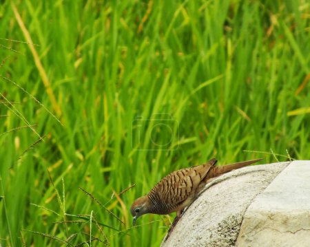wild bird zebra dove Geopelia striata looking for food against the background of green rice fields. In Indonesia this bird is comonly called Perkutut.