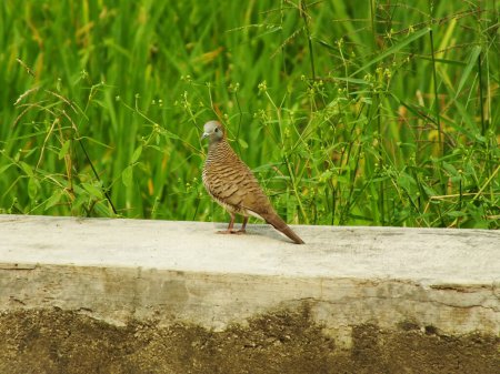 Wildvogel Zebrataube Geopelia striata auf Nahrungssuche vor dem Hintergrund grüner Reisfelder. In Indonesien heißt dieser Vogel nur Perkutut.