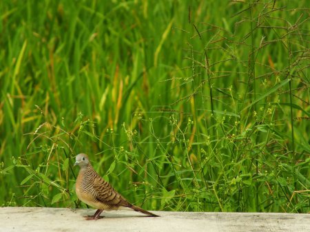 wild bird zebra dove Geopelia striata looking for food against the background of green rice fields. In Indonesia this bird is comonly called Perkutut.