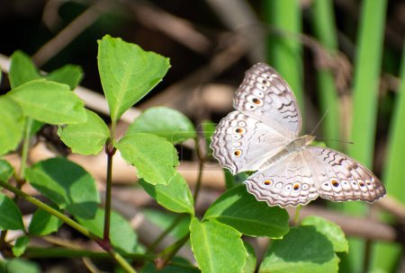 Das graue Stiefmütterchen hockt auf dem Causonis trifolia Blatt. Schöne Junonia atlites Schmetterlinge