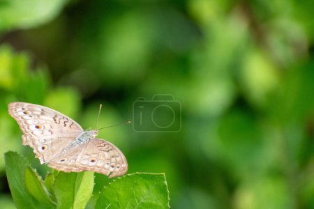 Téléchargez les photos : Papillon panaché gris perché sur la feuille causonis trifolia. Junonia atlites papillons - en image libre de droit