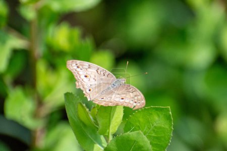 Téléchargez les photos : Papillon panaché gris perché sur la feuille causonis trifolia. Belle junonia atlites papillons. Objet au centre de la photo - en image libre de droit