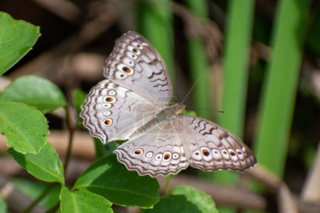 Téléchargez les photos : Papillon panaché gris perché sur la feuille causonis trifolia. Junonia atlites papillons le matin - en image libre de droit