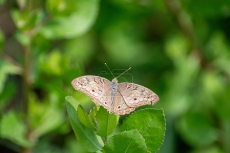 Téléchargez les photos : Papillon panaché gris aux ailes déployées. Junonia atlites perché sur la feuille causonis trifolia - en image libre de droit