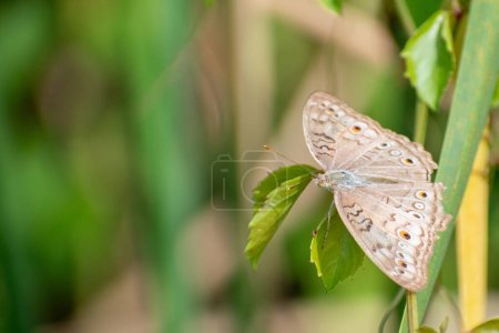 Téléchargez les photos : Papillon panaché gris aux ailes déployées. Junonia atlites perché sur la feuille causonis trifolia le matin. Bel insecte - en image libre de droit