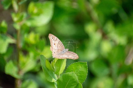 Téléchargez les photos : Junonia atlites papillon perché sur la feuille. gris pansy papillons dans asiatique été - en image libre de droit