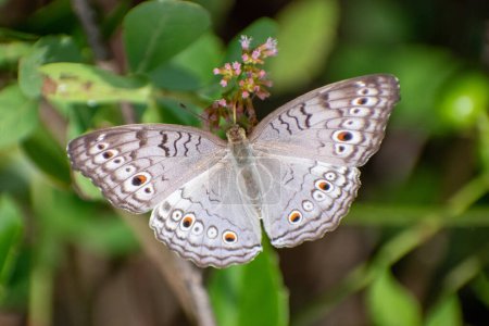 Téléchargez les photos : Papillon panaché gris perché sur une branche de feuille. Beaux atlites junonia ouvre ses ailes - en image libre de droit