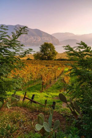 Photo for Morning into the Vineyards of Franciacorta and Iseo lake, Brescia province in Lombardy, Italy, Europe. - Royalty Free Image
