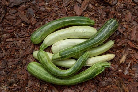 Photo for White zucchini of a fancy shape close-up. Vegetables top view. Vegetables on the ground top view. Healthy and environmentally friendly products. - Royalty Free Image