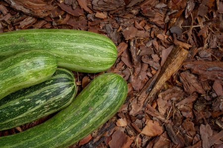 Photo for Large zucchini lie on the mulch. Farm vegetables. Vegetables without fertilizers. Fitness food. Delicious vegetables. Fresh vegetables. Copy space. - Royalty Free Image