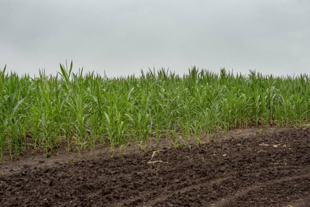 Photo for Field with corn on the background of the sky and dry land. Young corn field. Farming. Vegetables without fertilizers. Selective focus, blurred background - Royalty Free Image
