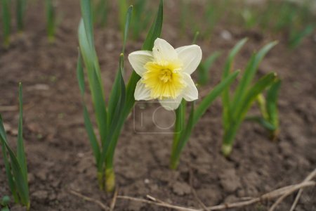 Photo of white and yellow large cup flowers narcissus, cultivar Ice Follies. Background Daffodil narcissus with green leaves.