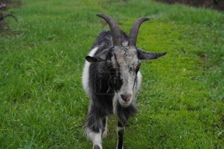 Photo for Goat. Portrait of a goat on a farm in the village. Beautiful goat posing. - Royalty Free Image