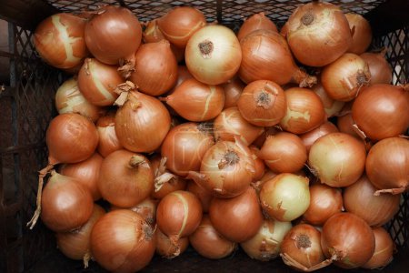 Photo for Beautiful fresh onion bulbs in a plastic drawer, close-up top view - Royalty Free Image