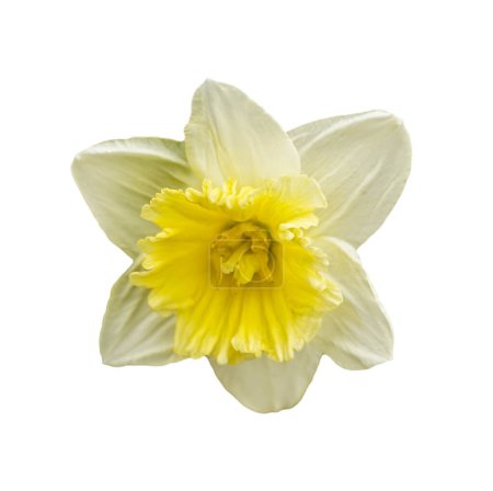 Foto de Flor de un narciso vista superior aislado sobre un fondo blanco, blanco y amarillo grandes flores copa narciso, cultivar. - Imagen libre de derechos