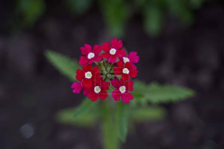 Foto de Colorful garden verbena red color in garden. Blurred background, horizontal orientation - Imagen libre de derechos