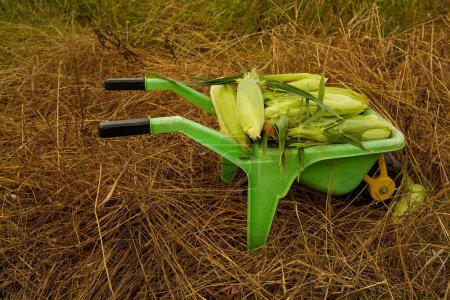 Photo for Children's toy wheelbarrow with a corn crop. Organic products from the farm field. Even babies can eat our products. - Royalty Free Image