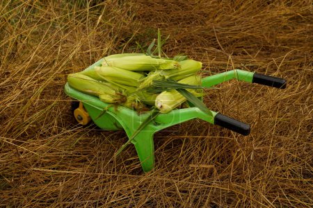 Photo for Children's toy wheelbarrow with a corn crop. Organic products from the farm field. Even babies can eat our products. - Royalty Free Image