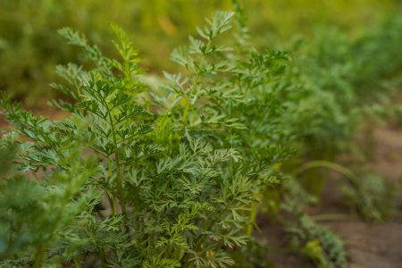 Photo for Parsley growing in the garden close-up, soft focus. Green parsley in the field. Popular cooking seasoning. Fresh green parsley leaves. - Royalty Free Image