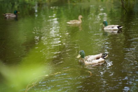 Photo for Male and female mallard duck swimming on a pond with green water while looking for food. Selective focus. - Royalty Free Image