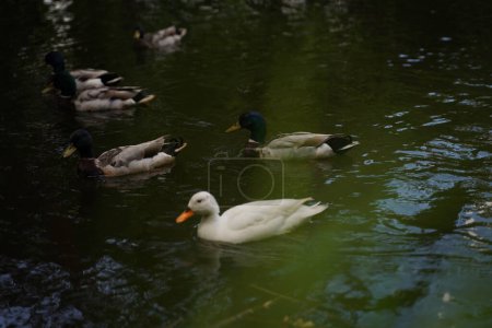 Photo for Male and female mallard duck swimming on a pond with green water while looking for food. Selective focus. - Royalty Free Image