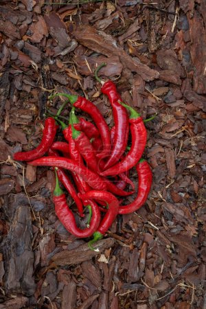 Photo for Hot red pepper. Mexican chili peppers on the ground top view. Spicy food made from natural pepper. Red vegetables on the farm. - Royalty Free Image