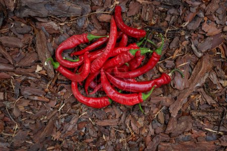 Photo for Hot chili pepper top view. A group of red peppers on mulch. Farming without fertilizers. Fresh natural pepper. - Royalty Free Image