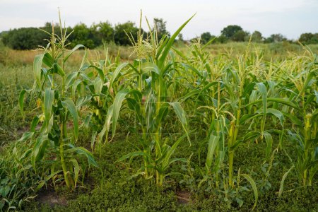 Photo for Harvest corn without the use of fertilizers and chemicals. The field is overgrown with weeds. Natural vegetables. Growing natural food. Organic farming without pesticides. - Royalty Free Image