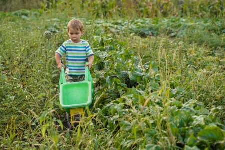 Photo for A child with a toy wheelbarrow in a farmer's field. Blonde little boy with a wheelbarrow in domestic garden. Little boy helper. - Royalty Free Image