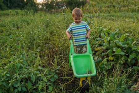 Photo for A little boy having fun on farm in summer. Blonde little boy with a wheelbarrow in domestic garden. Little boy helper. - Royalty Free Image